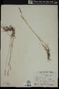 Poa glauca image