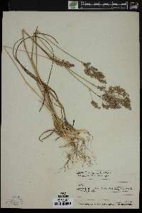 Poa eminens image