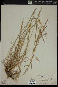 Image of Puccinellia americana