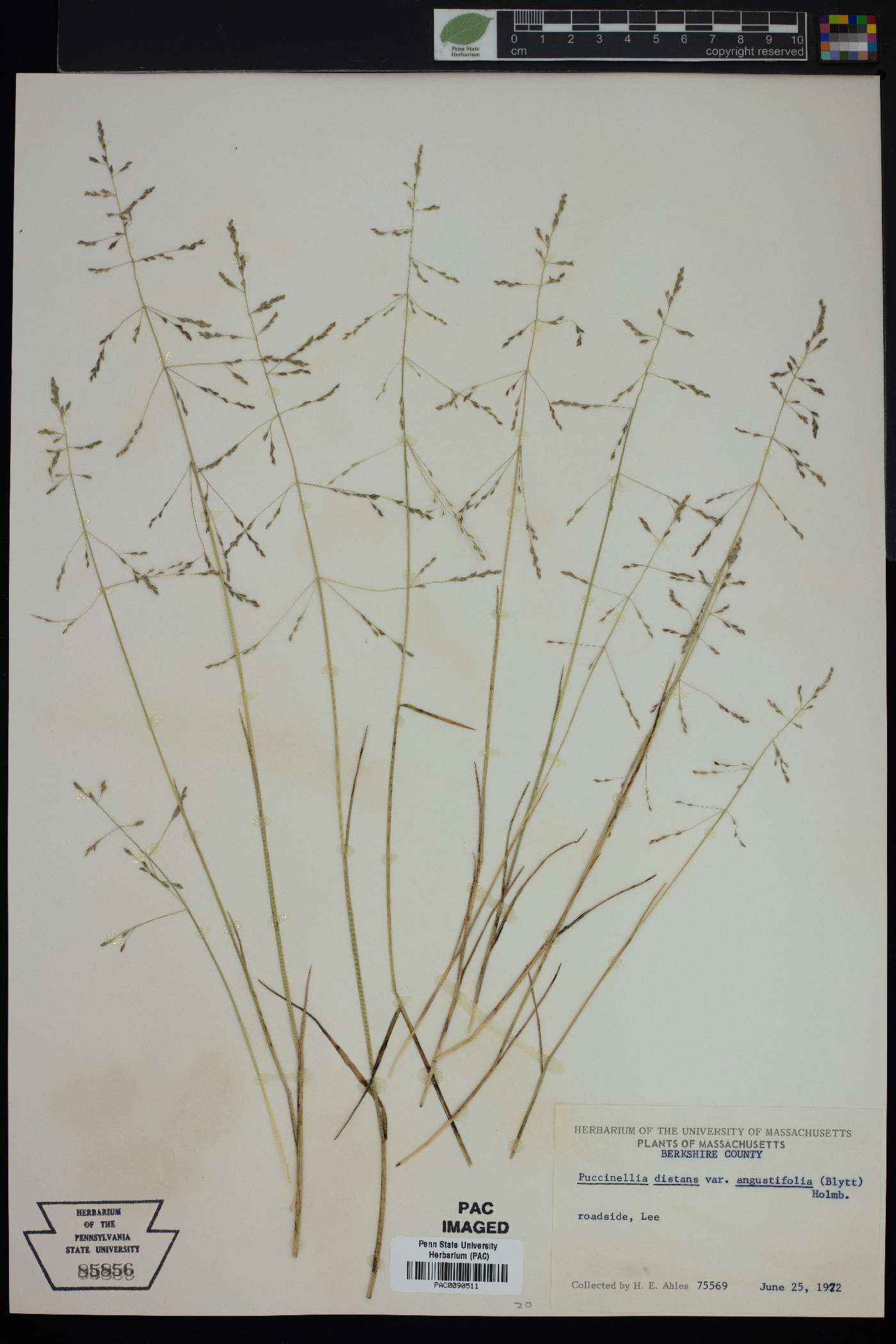 Puccinellia distans var. angustifolia image