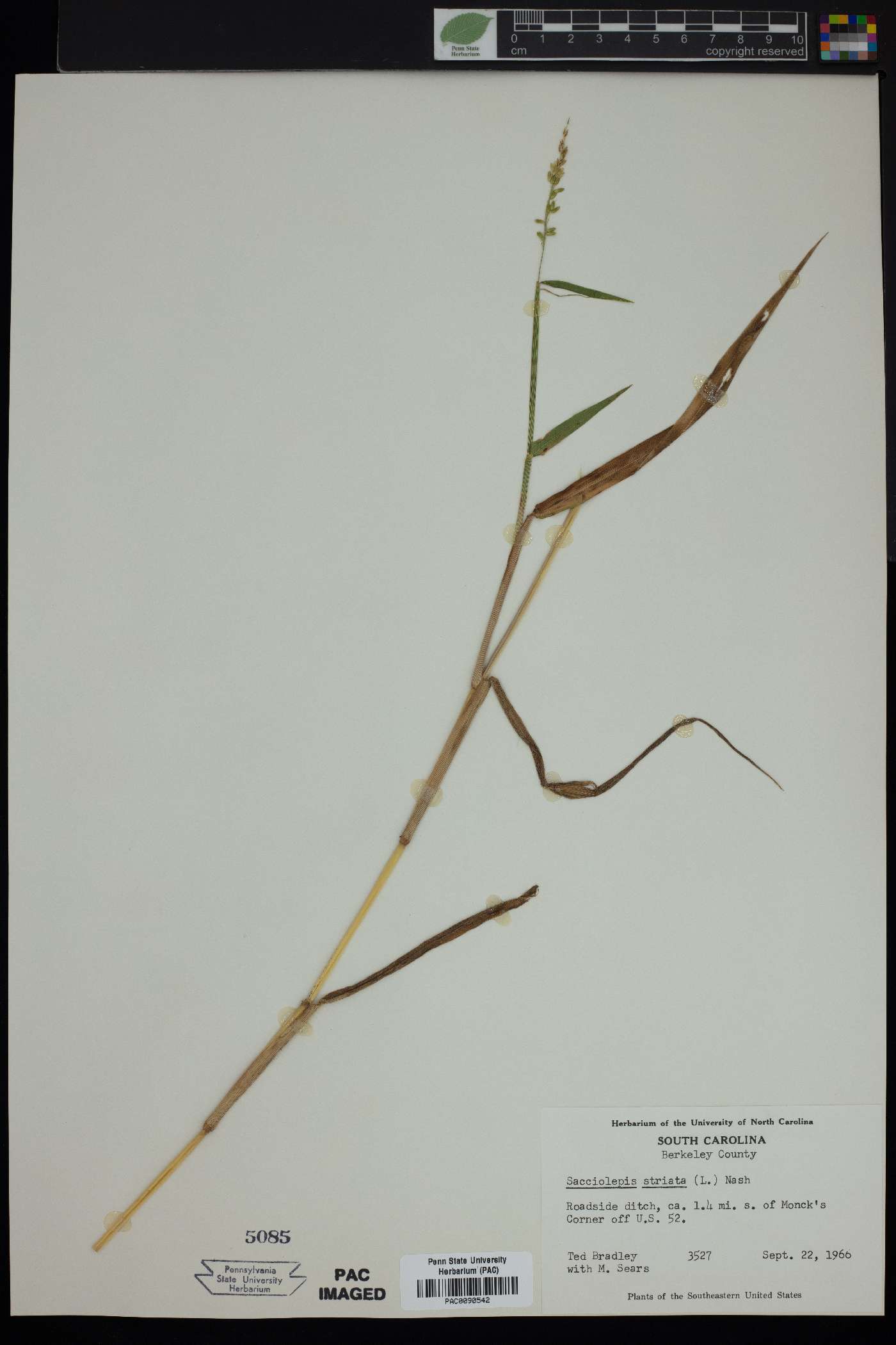 Sacciolepis striata image