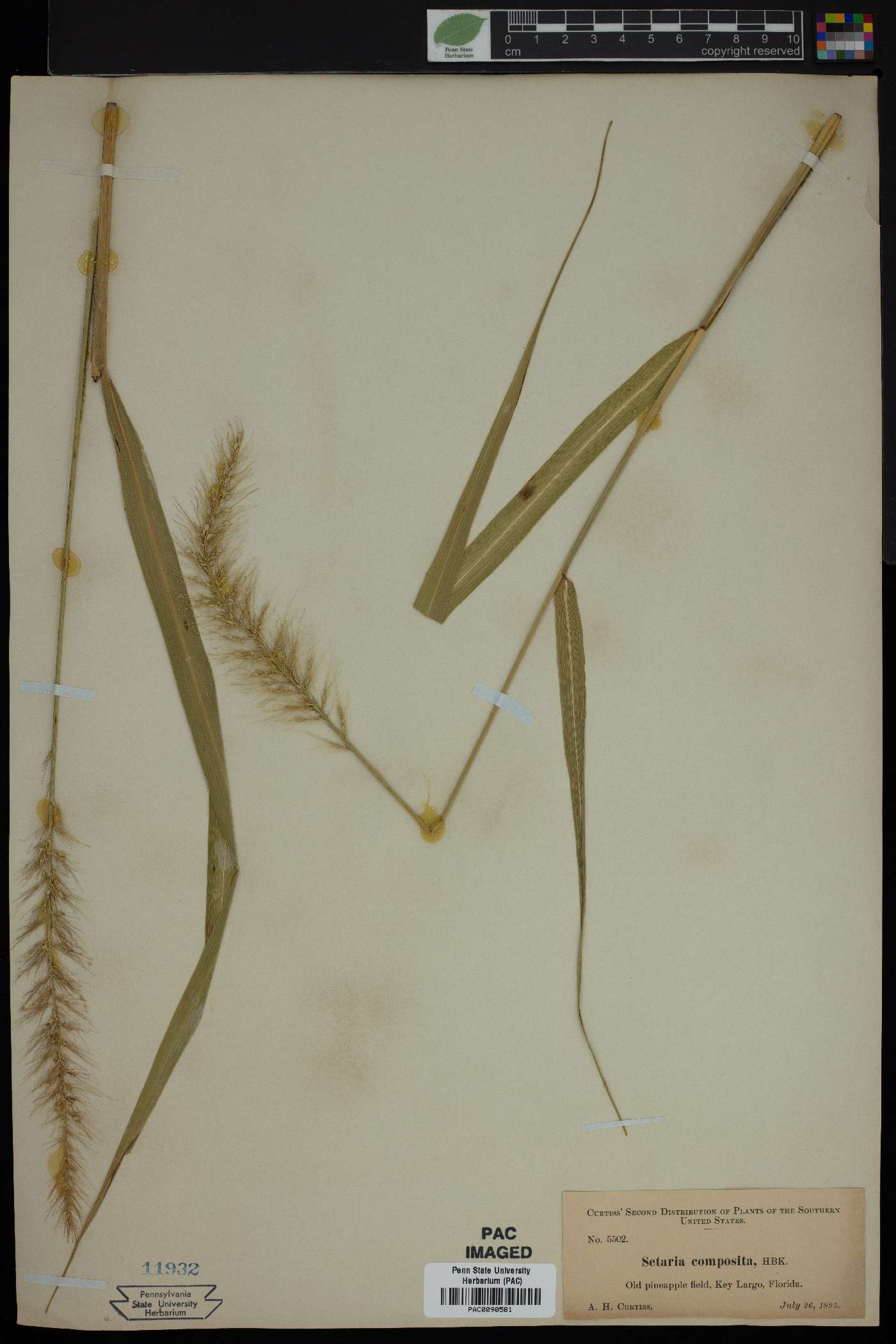 Setaria vulpiseta var. vulpiseta image