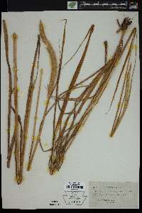 Setaria corrugata image