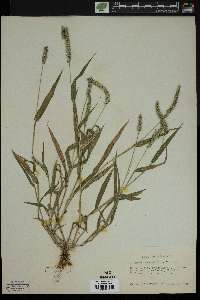 Setaria verticillata image