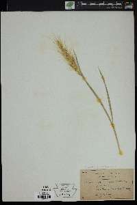 Elymus elymoides subsp. elymoides image