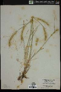 Elymus elymoides subsp. elymoides image