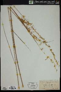 Sorghastrum secundum image