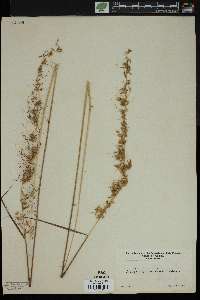 Sorghastrum secundum image