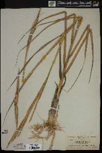 Spartina alterniflora image