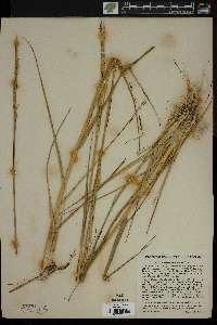 Spartina alterniflora image