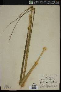 Spartina alterniflora image