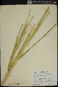 Spartina alterniflora image