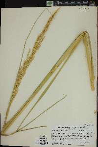 Spartina alterniflora image