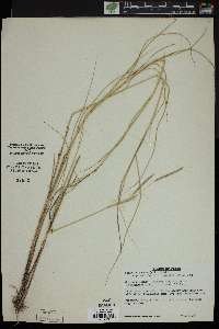 Spartina patens image