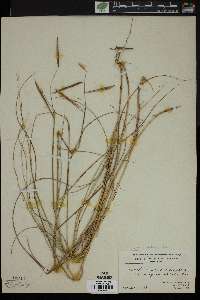 Spartina patens image