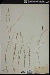 Spartina patens image