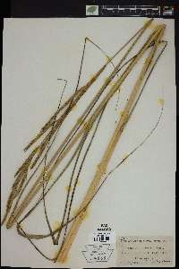 Spartina pectinata image