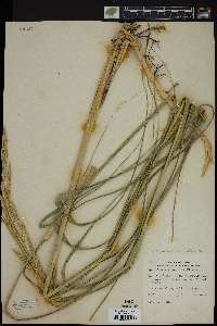 Spartina pectinata image