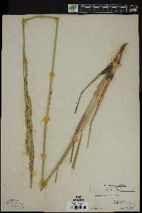 Spartina pectinata image