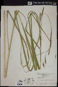 Spartina pectinata image