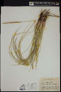 Spartina spartinae image