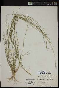 Sporobolus vaginiflorus image