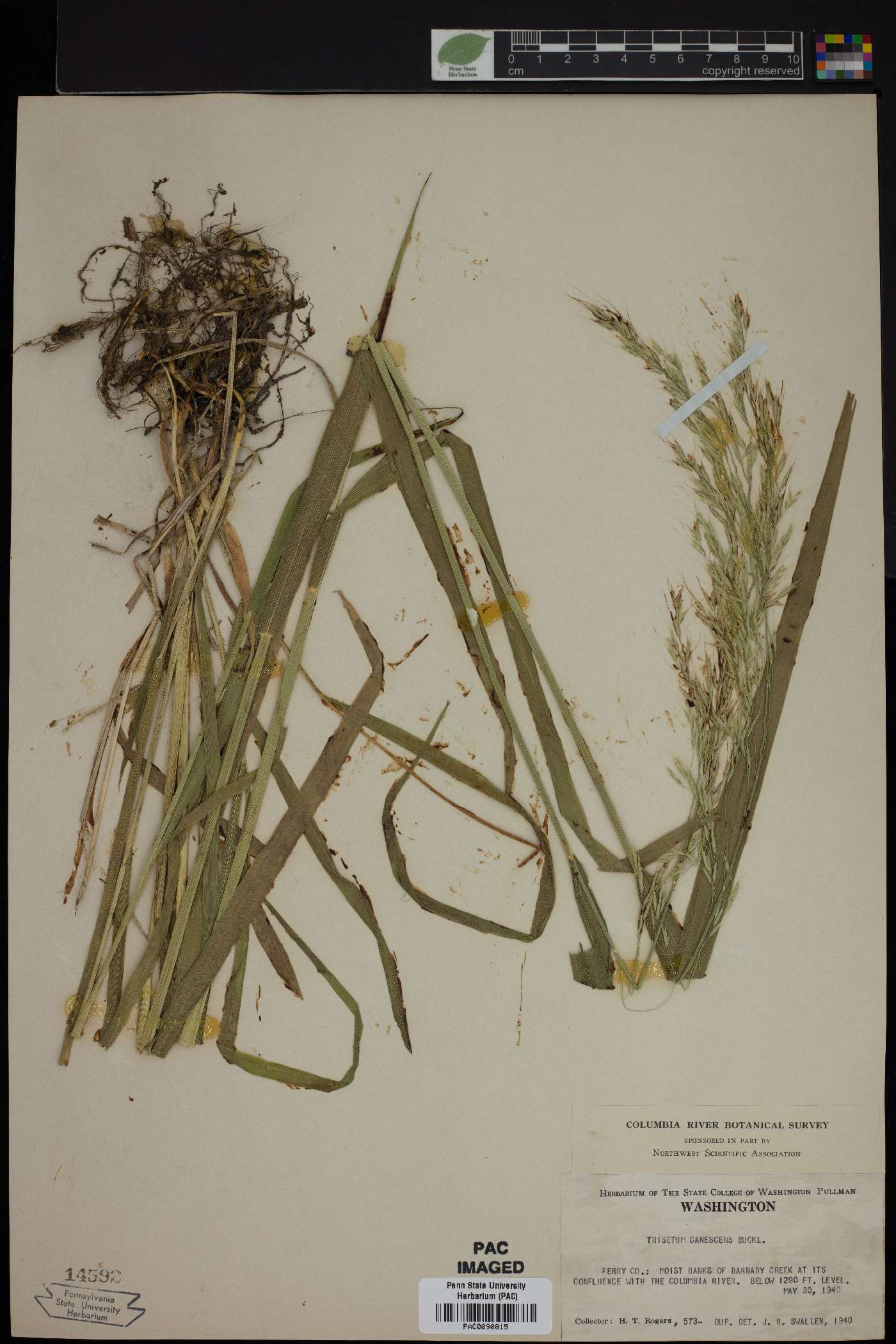 Trisetum canescens image