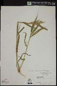 Urochloa ramosa image