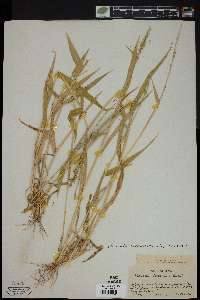 Urochloa texana image