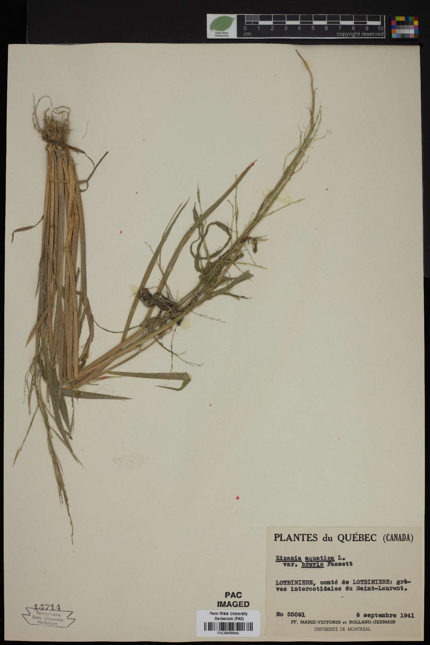Zizania aquatica var. brevis image
