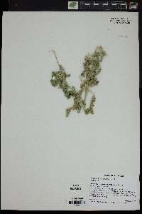 Solanum diversiflorum image