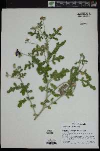 Solanum diversiflorum image