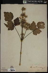 Clematis heracleifolia image