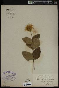 Clematis ochroleuca image