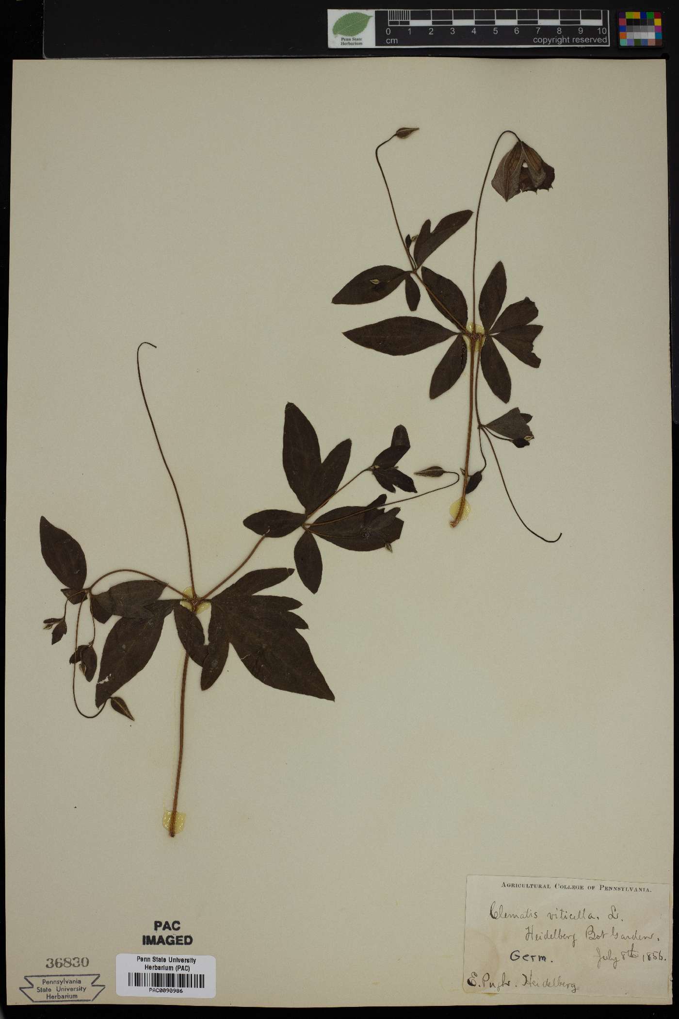 Clematis viticella image