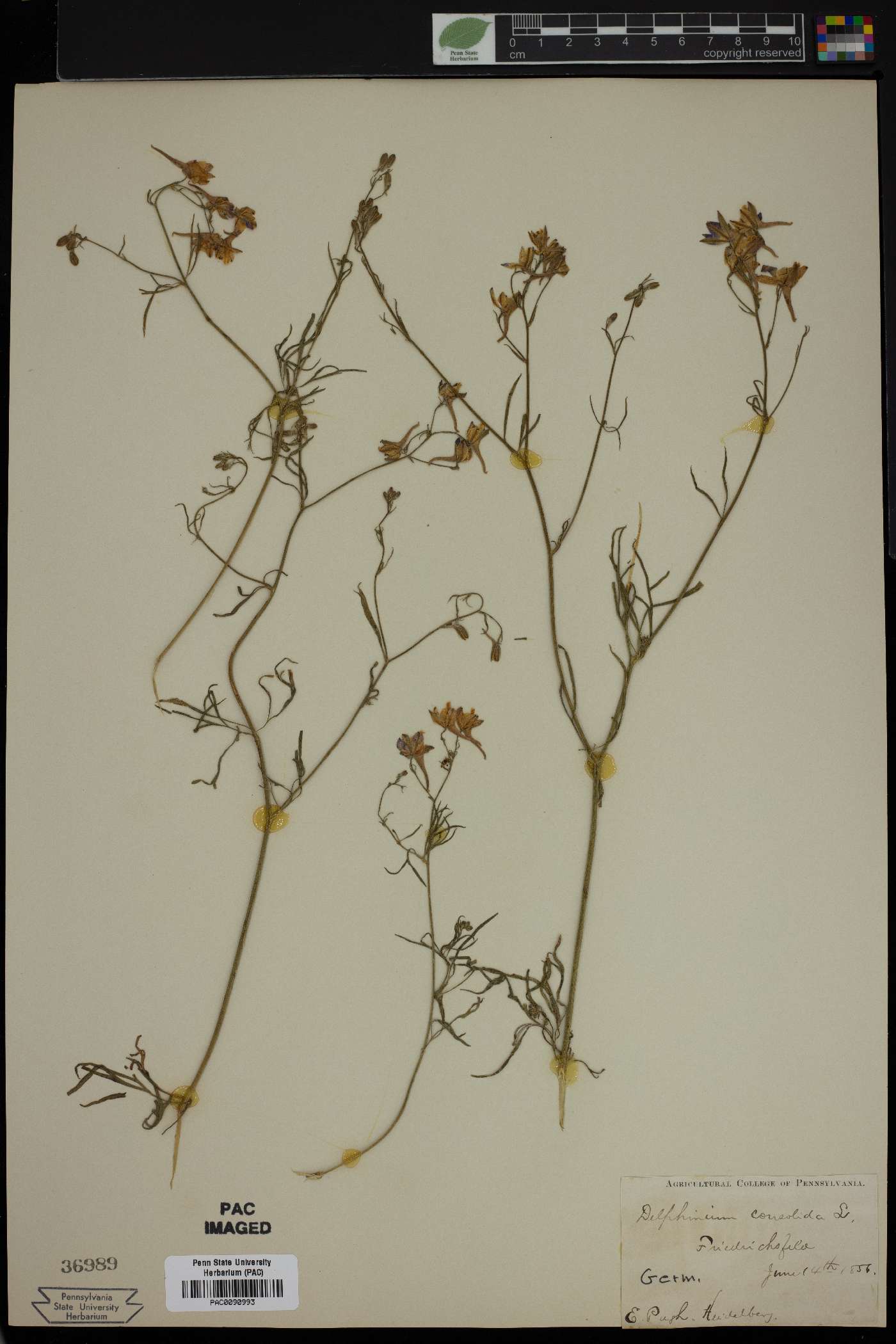 Delphinium consolida image