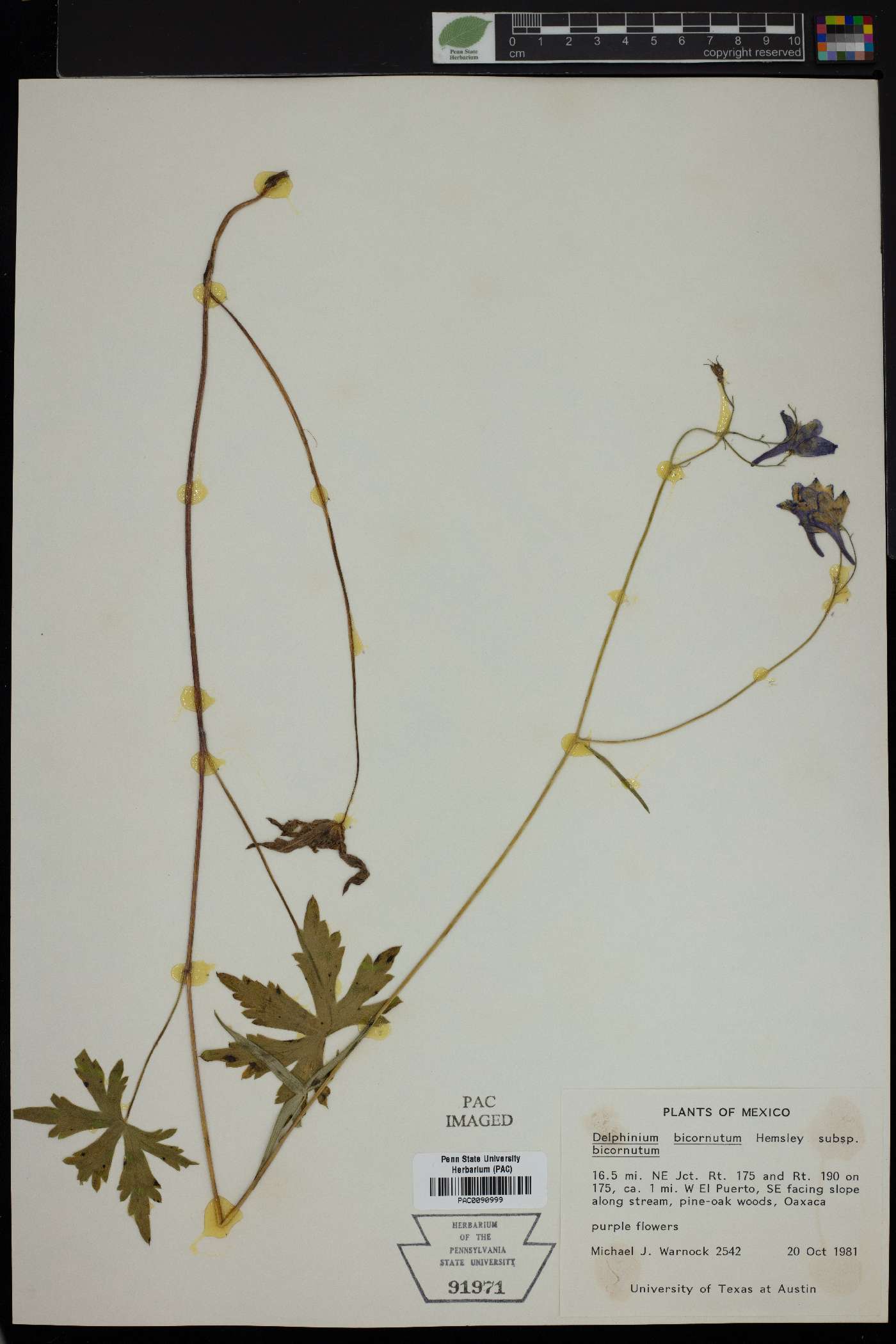 Delphinium bicornutum image