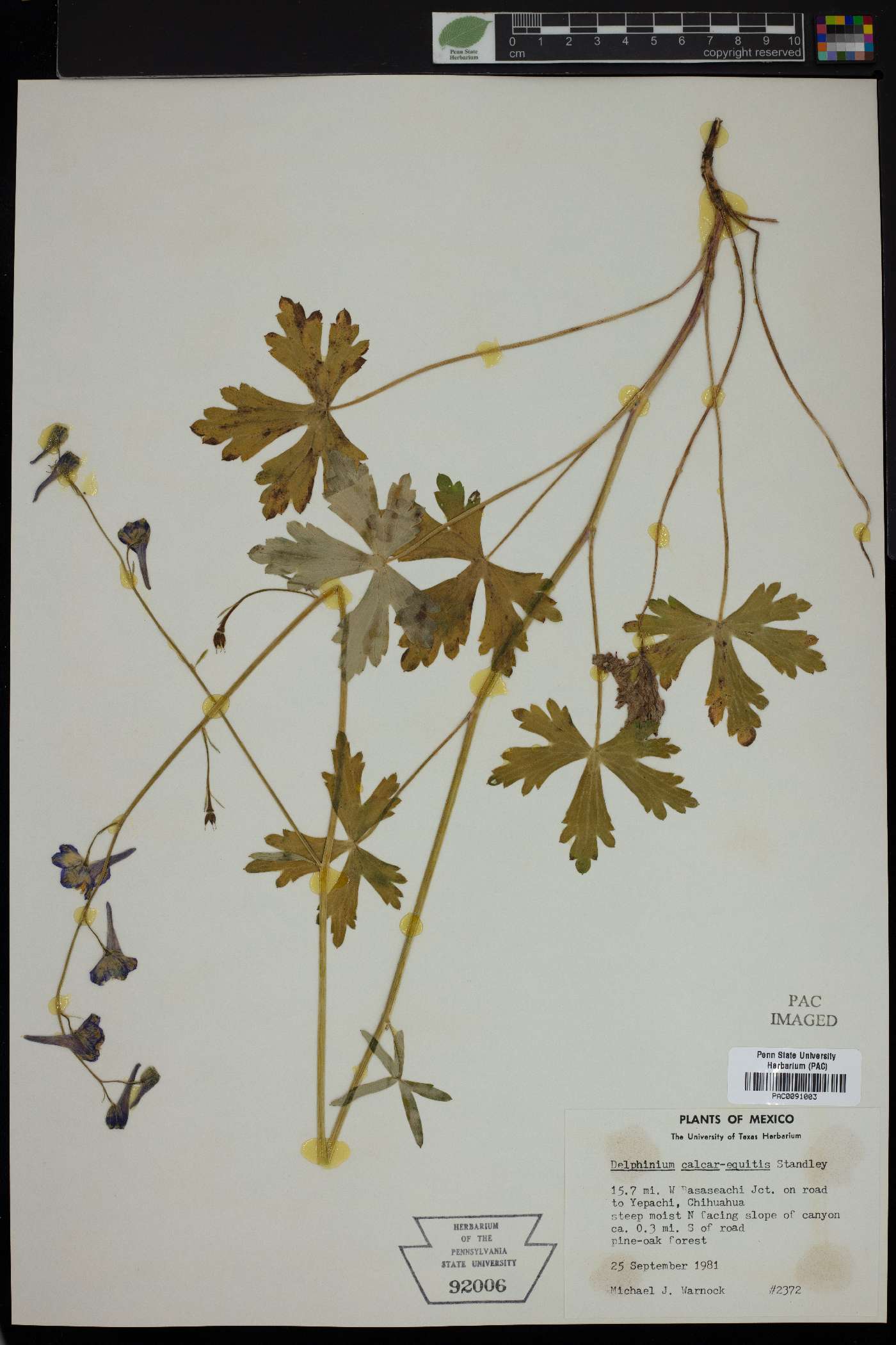 Delphinium calcar-equitis image