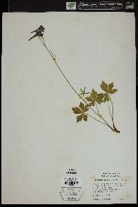 Delphinium calcar-equitis image