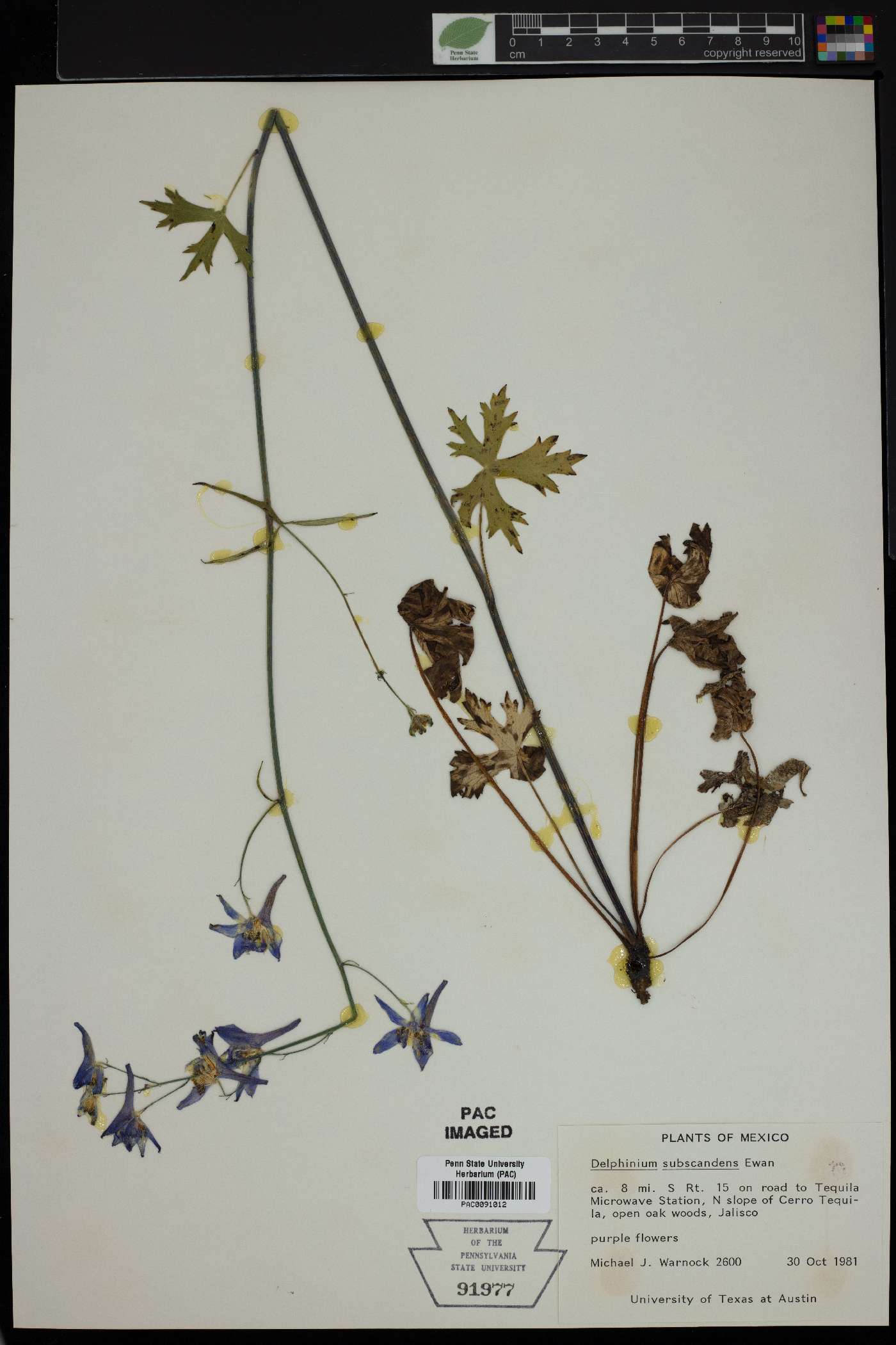 Delphinium subscandens image