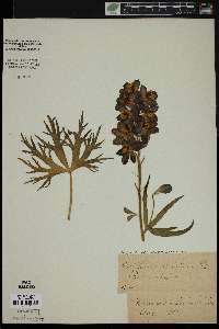 Delphinium elatum image