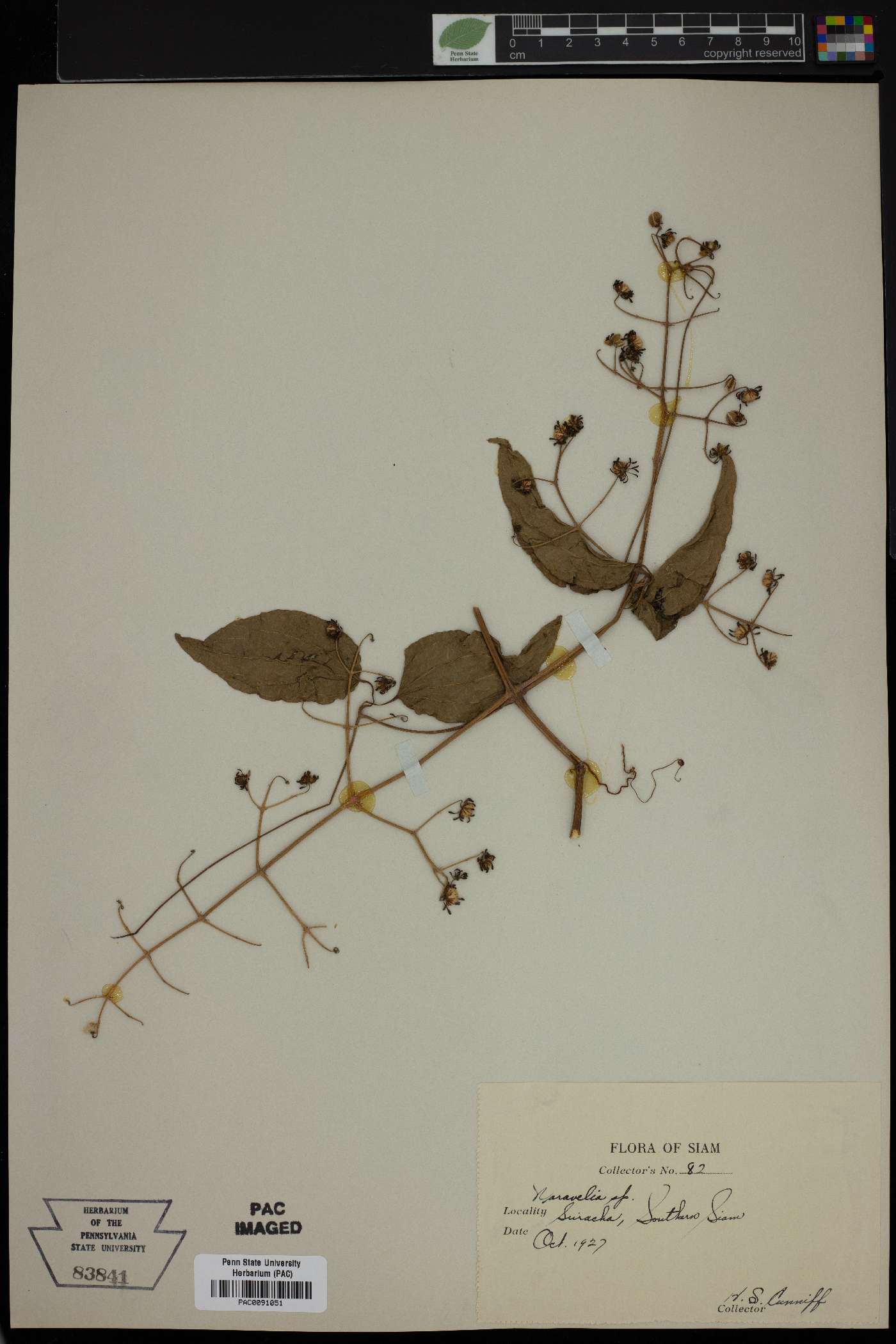 Naravelia image