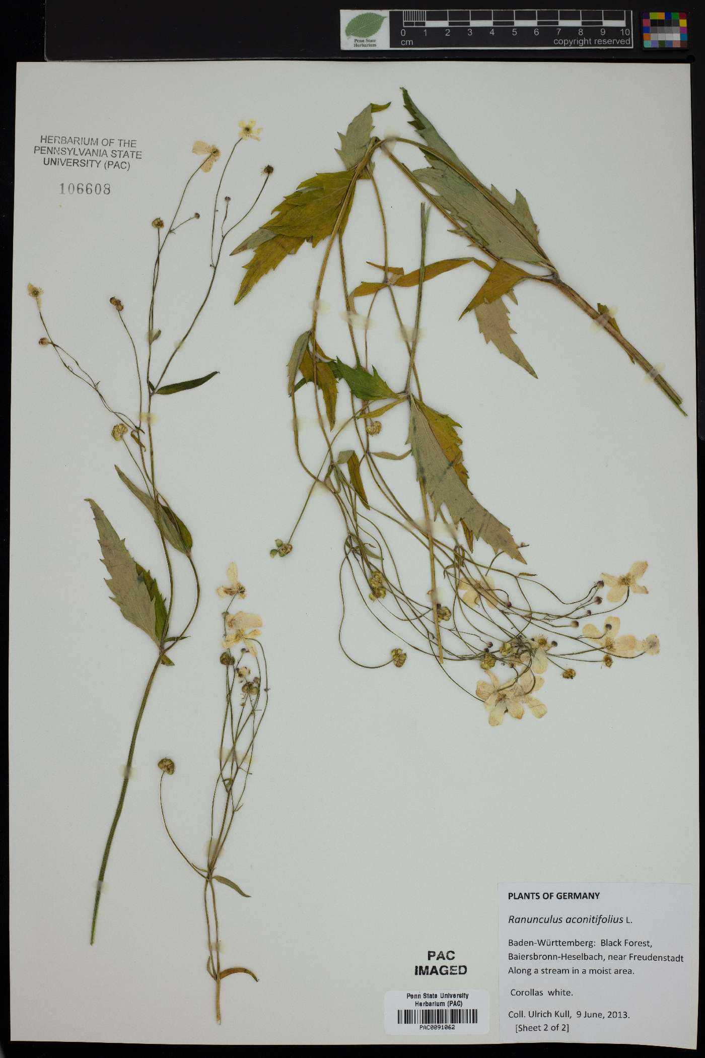 Ranunculus aconitifolius image