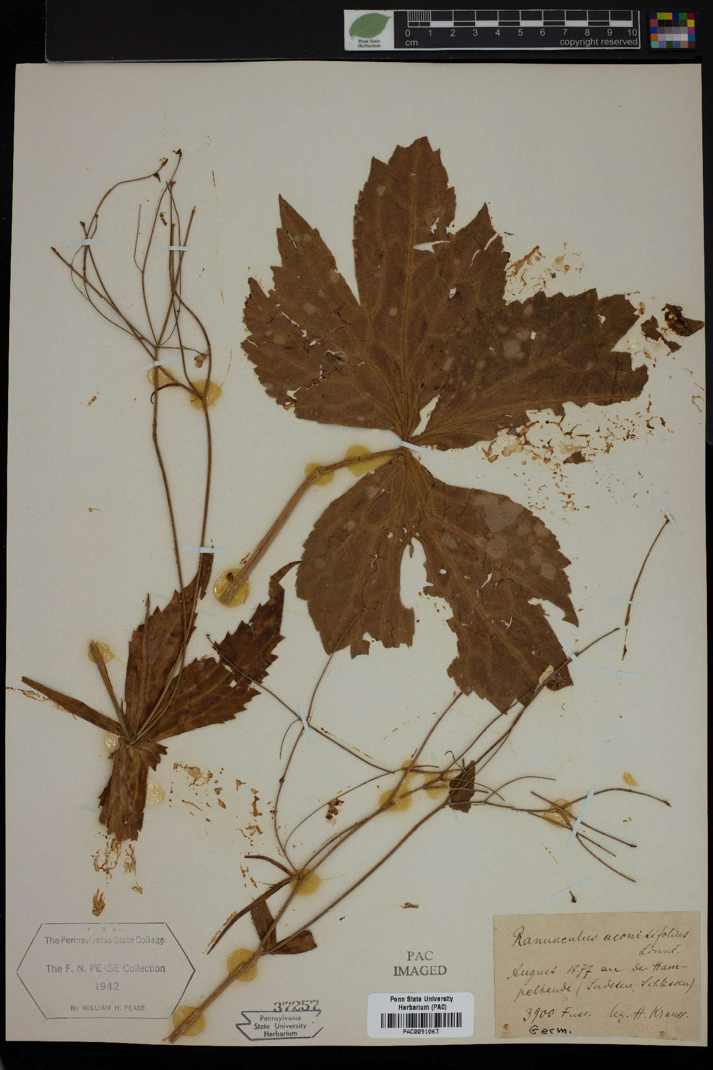 Ranunculus aconitifolius image