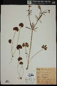 Ranunculus auricomus image