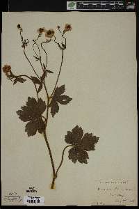 Ranunculus lanuginosus image