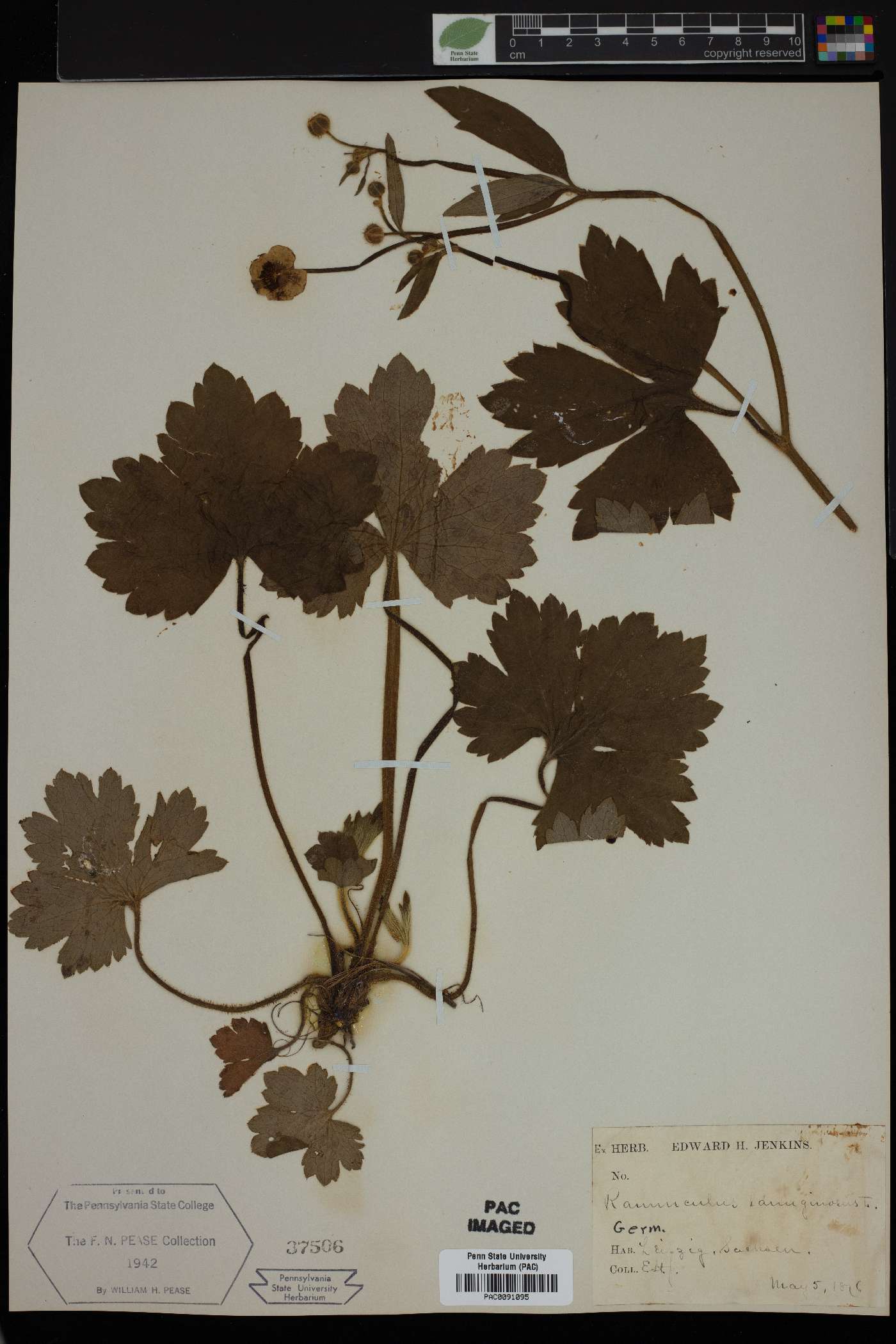 Ranunculus lanuginosus image