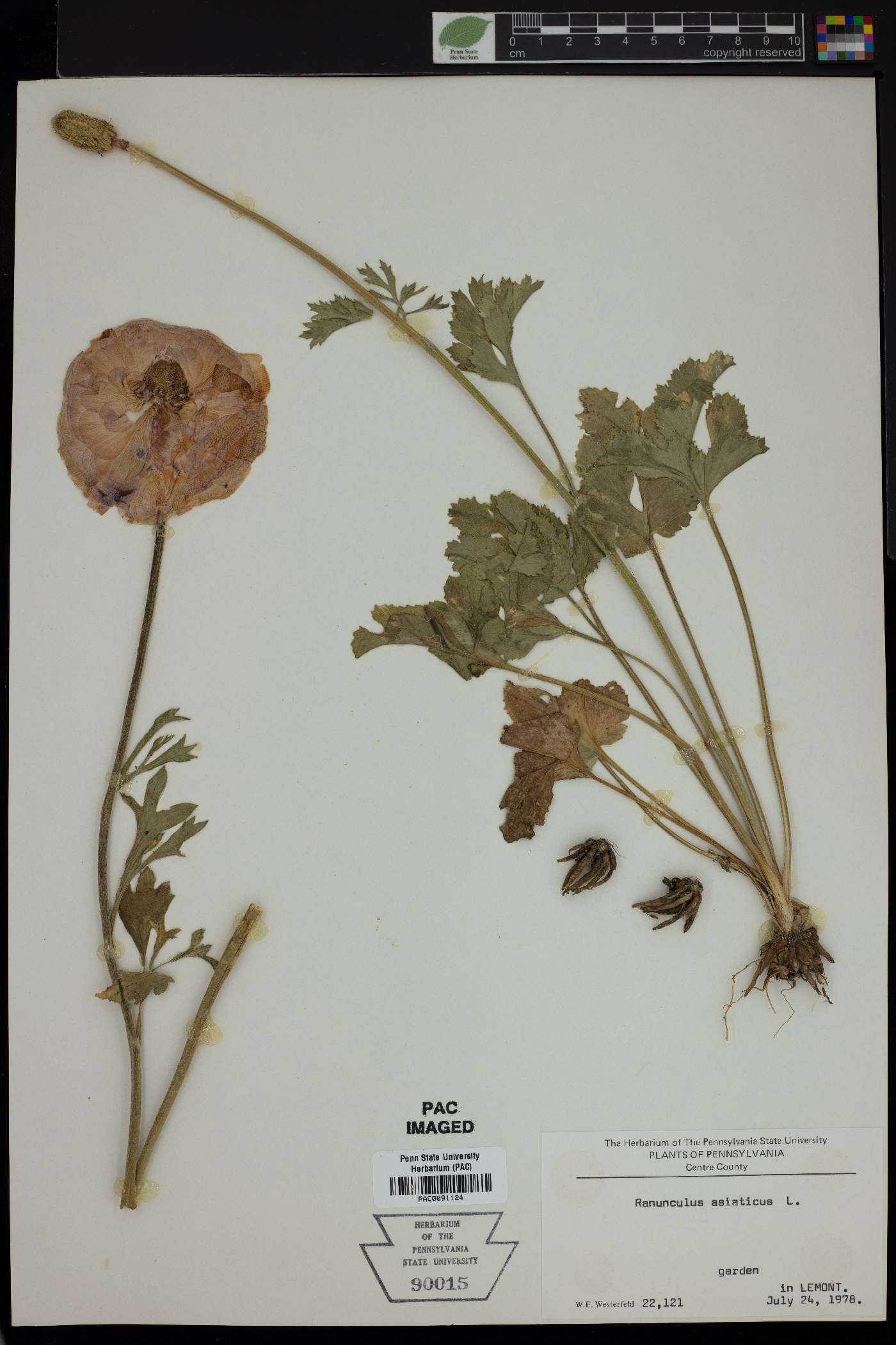 Ranunculus asiaticus image