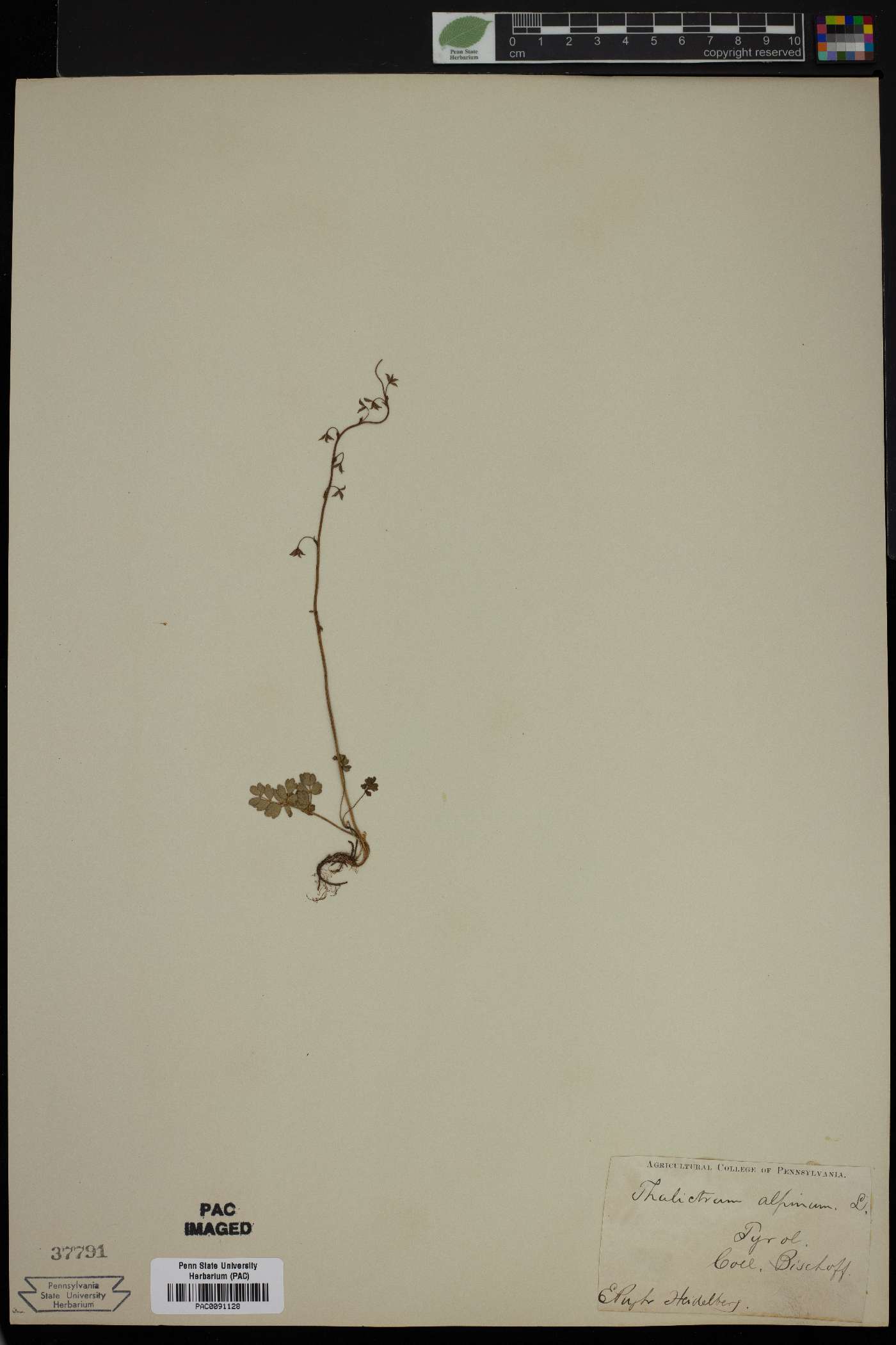 Thalictrum alpinum image