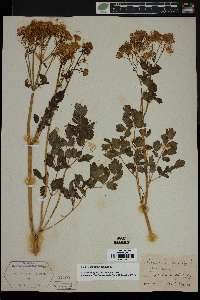 Thalictrum aquilegifolium image